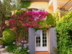 Bougainvillea Bougainvillea